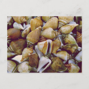 Dog Conch Postcard