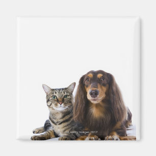 Dog (Dachshund) and cat (Japanese cat) on white Magnet