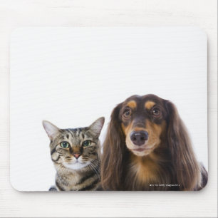Dog (Dachshund) and cat (Japanese cat) on white Mouse Pad