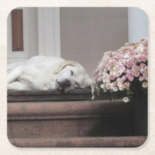 Dog Day Afternoon Coaster