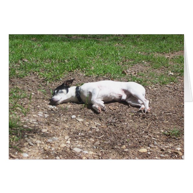 Dog Days (Front Horizontal)