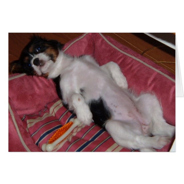Dog Days of Summer (Front Horizontal)