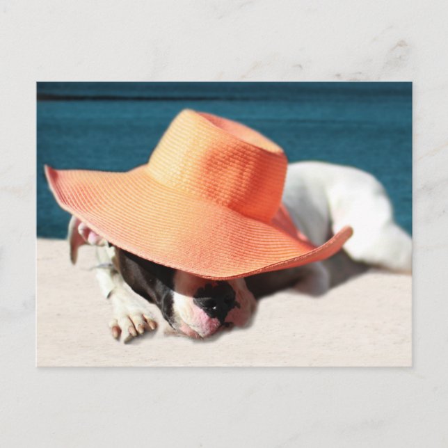 Dog Days of Summer at the Seashore Postcard (Front)