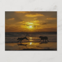 Dog Days of Summer