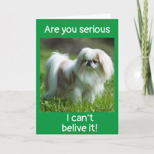 DOG DIT *FÉLICITATIONS SUR VOTRE *NOUVELLE CARTE D