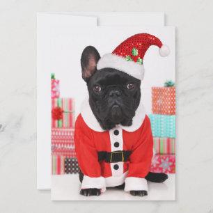 dog dressed as Santa in front of Christmas Holiday Card