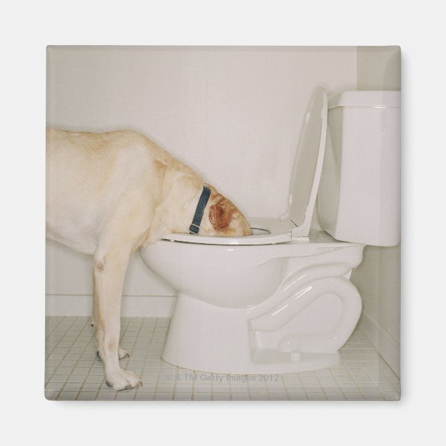 Dog drinking out of toilet magnet (Front)