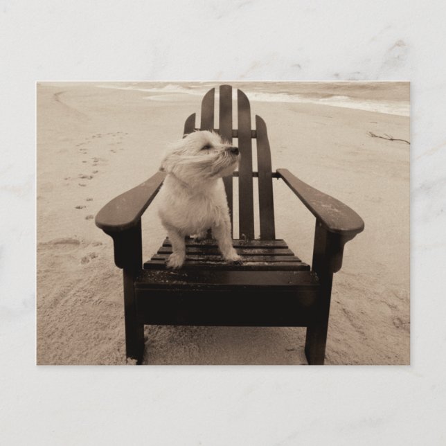 Dog Enjoying the Beach Postcard (Front)