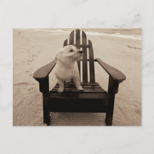 Dog Enjoying the Beach Postcard