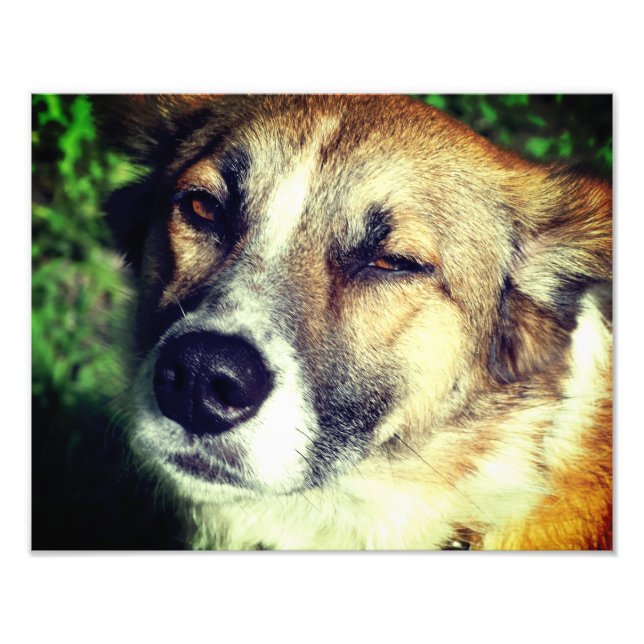 Dog  face Kodak Professional Photo Paper (Satin) (Front)