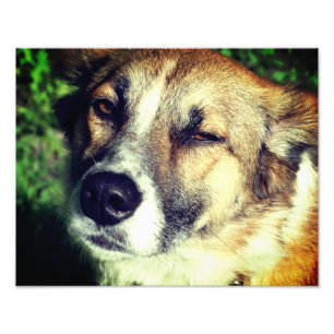Dog  face Kodak Professional Photo Paper (Satin) Print