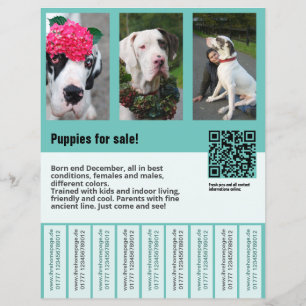 dog for sale flyer template 