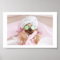dog grooming / dog spa poster 