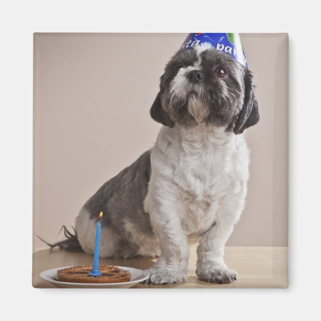 Dog having birthday magnet (Front)