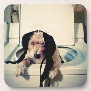 Dog helping out with the wash coaster