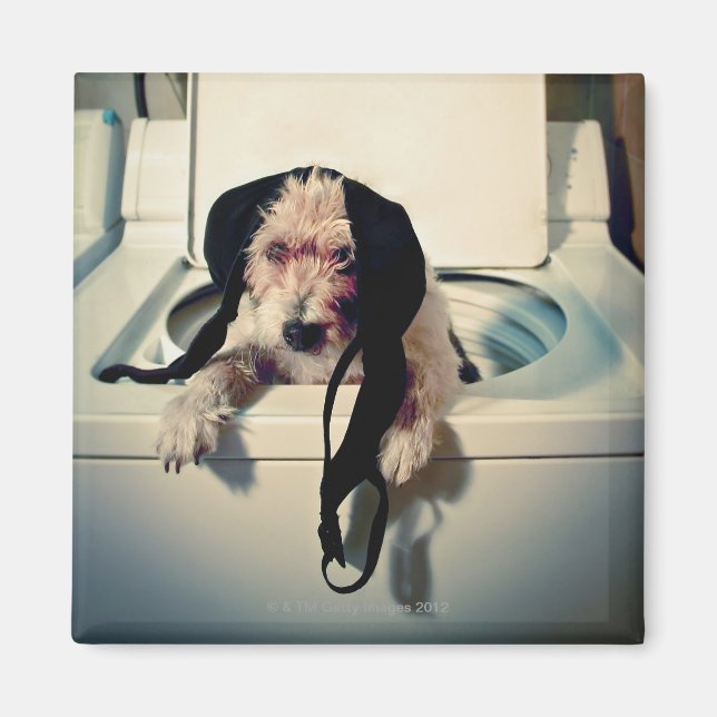 Dog helping out with the wash magnet (Front)