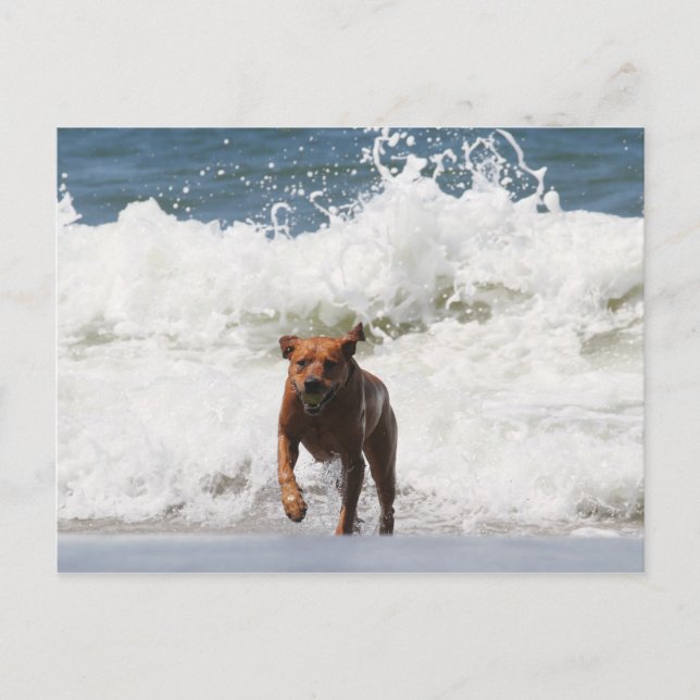 Dog - Here I Come... Postcard (Front)