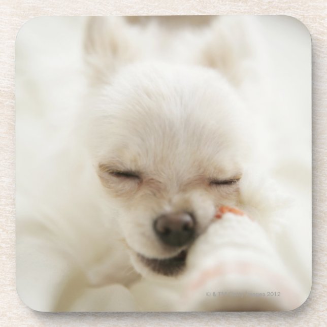 Dog holding toy in mouth coaster (Front)