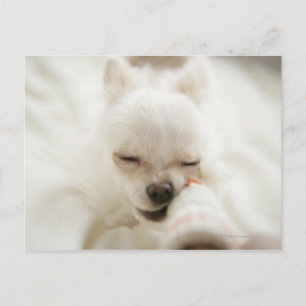 Dog holding toy in mouth postcard