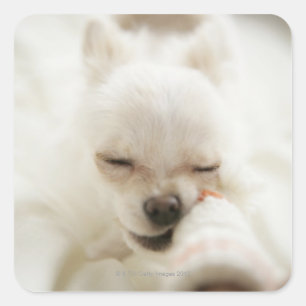 Dog holding toy in mouth square sticker