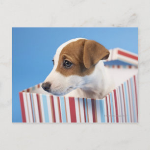 Dog in a Gift Box Postcard
