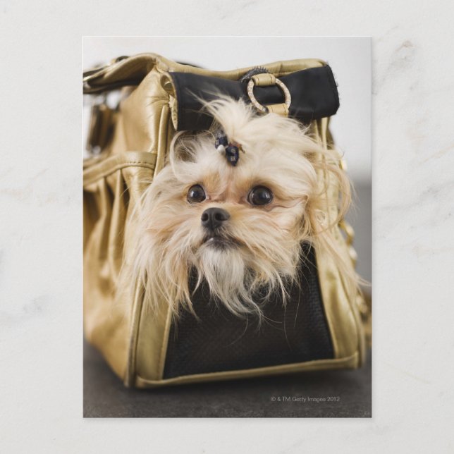 Dog in a purse postcard (Front)