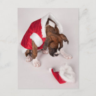 Dog in a Santa costume Holiday Postcard