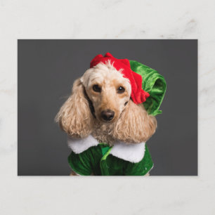 Dog in Elf Costume Postcard