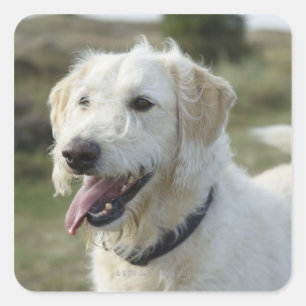 Dog in heath land. square sticker