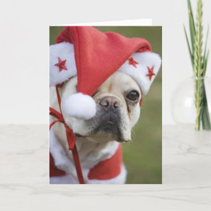 Dog in holiday costume card