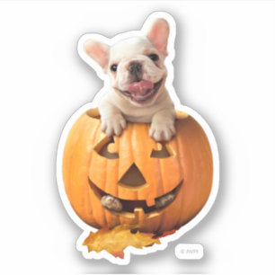 Dog in Jack-o-Lantern