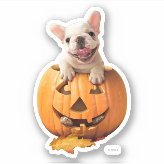 Dog in Jack-o-Lantern (Front)