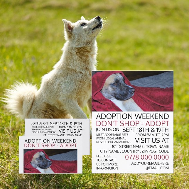 Dog in Red Blanket, Pet Adoption Event Advertising Flyer (Creator Uploaded)