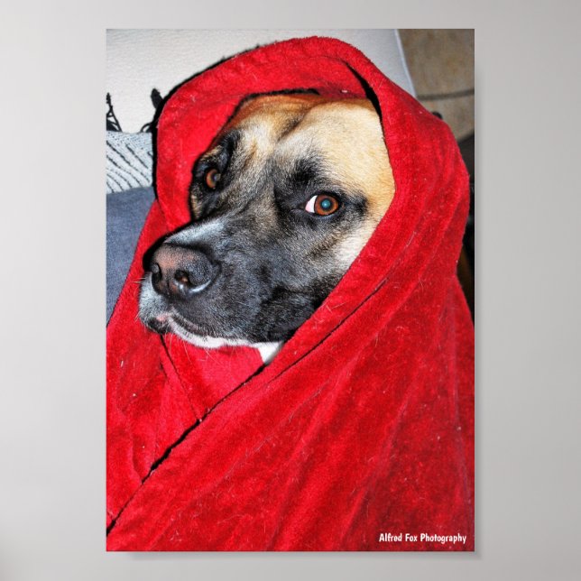 Dog in Red Blanket Portrait Poster (Front)