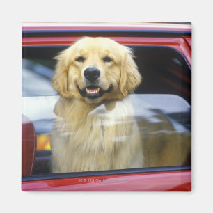 Dog in red car window magnet
