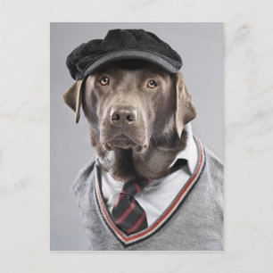 Dog in sweater and cap postcard