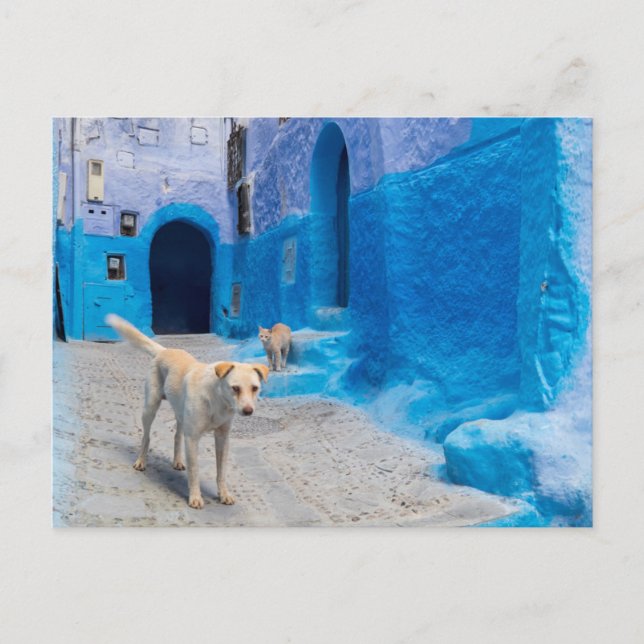 Dog in the Blue City Postcard (Front)