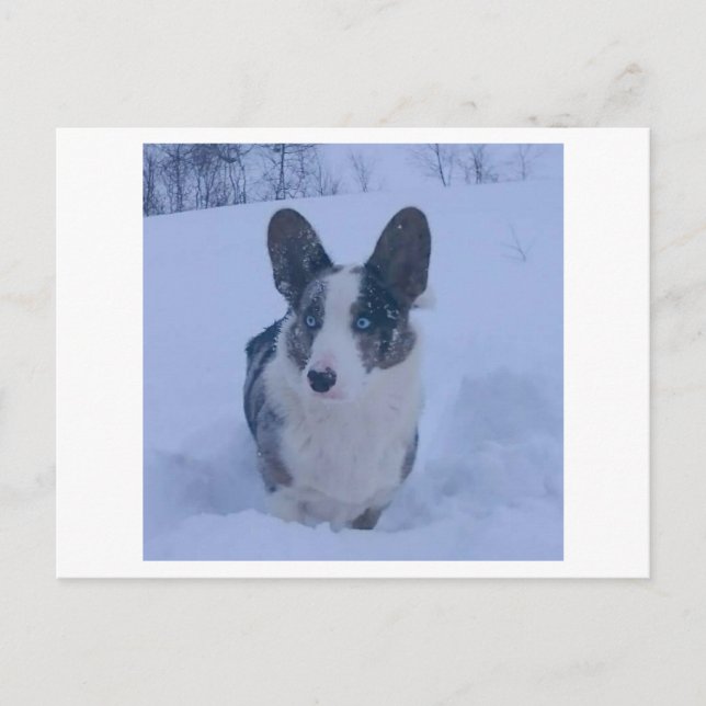 Dog in the snow Holiday Postcard (Front)