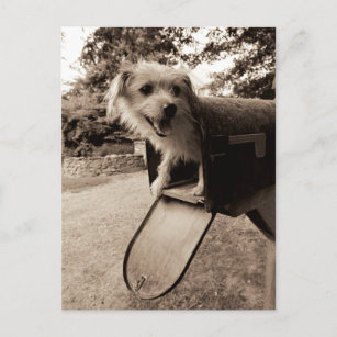 Dog Inside a Mailbox Postcard