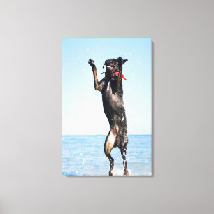 Dog jumping in water canvas print