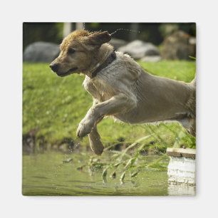 Dog jumps into pond magnet