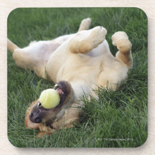 Dog laying upside down in grass with tennis ball coaster