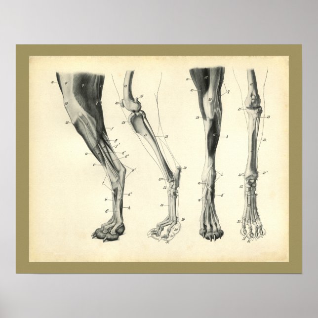 Dog Leg Bones Muscle Veterinary Anatomy Print (Front)
