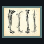 Dog Leg Bones Muscles Veterinary Anatomy Print<br><div class="desc">Vintage anatomical illustration of the dog. The bones, joints and muscles of the front leg and foot.
View more anatomy illustrations under our Veterinary Anatomy Category, and art under our Horse & Dog Prints Category. - Customize: Edit and change the border/background colour as needed.</div>