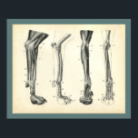 Dog Leg Bones Muscles Veterinary Anatomy Print<br><div class="desc">Vintage anatomical illustration of the dog. The bones,  joints and muscles of the front leg and foot.
View more anatomy illustrations under our Veterinary Anatomy Category,  and art under our Horse & Dog Prints Category. - Customize: Edit and change the border/background colour as needed.</div>
