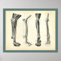 Dog Leg Bones Muscles Veterinary Anatomy Print