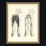 Dog Leg Skeleton Muscle Anatomy Print<br><div class="desc">Vintage anatomical illustration of the dog. The posterior view of the dog showing the muscles and bones of the rear legs and pelvis. View more anatomy illustrations under our Veterinary Anatomy Category, and art under our Horse & Dog Prints Category. - Customize: Edit and change the border/background colour as needed....</div>
