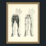 Dog Leg Skeleton Muscle Anatomy Print<br><div class="desc">Vintage anatomical illustration of the dog. The posterior view of the dog showing the muscles and bones of the rear legs and pelvis. View more anatomy illustrations under our Veterinary Anatomy Category, and art under our Horse & Dog Prints Category. - Customize: Edit and change the border/background colour as needed....</div>