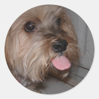 Dog Licking Air Classic Round Sticker