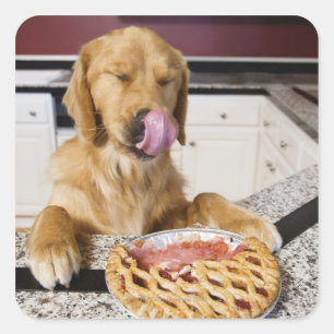 Dog licking nose after eating cherry pie in square sticker